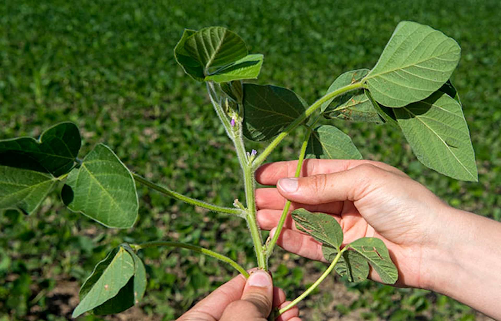 hands holding plant