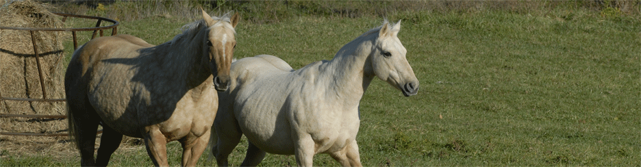 Equine-Feeding-Banner-Two-Horses