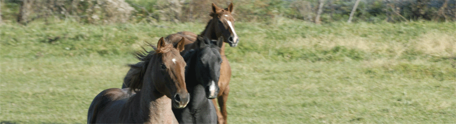 MFA-Horse-Pasture-Banner-Photo
