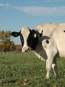 Dairy-Cow-On-Pasture